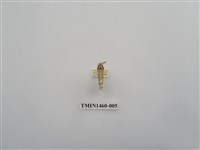 藏品(尺蠖蛾科)的圖片